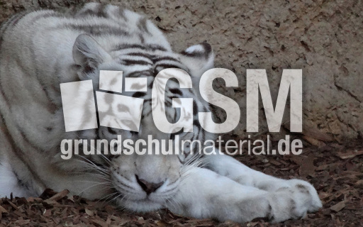 Weißer Tiger_3.jpg